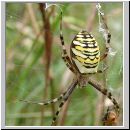 Argiope bruennichi - Wespenspinne 01.jpg